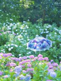 【千葉】どっから見ても紫陽花だらけ😍 250品種・10,000株以上の紫陽花がお出迎え✨