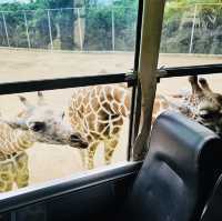 Wild Adventures and Wonder: Kanchanaburi Safari Delights!