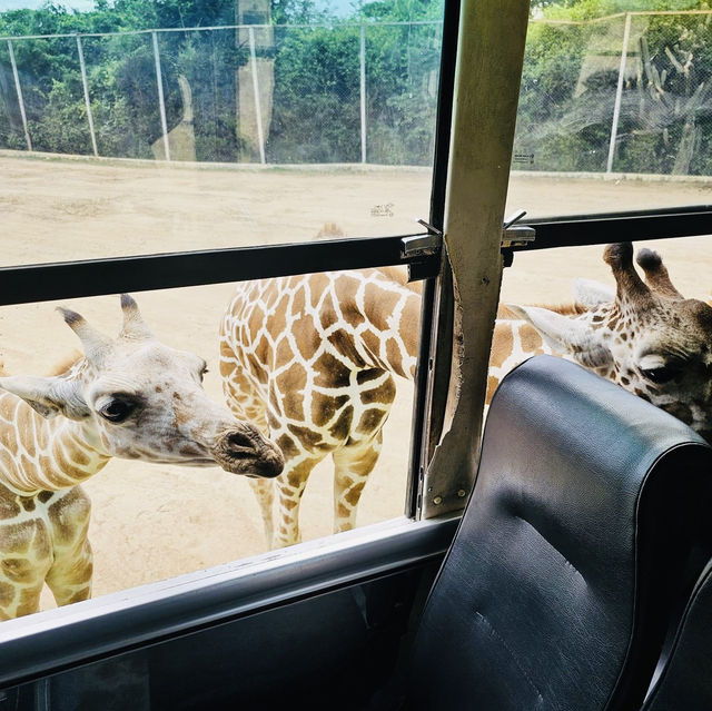 Wild Adventures and Wonder: Kanchanaburi Safari Delights!