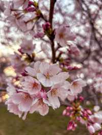 Hidden sakura park away from the Tokyo crowds