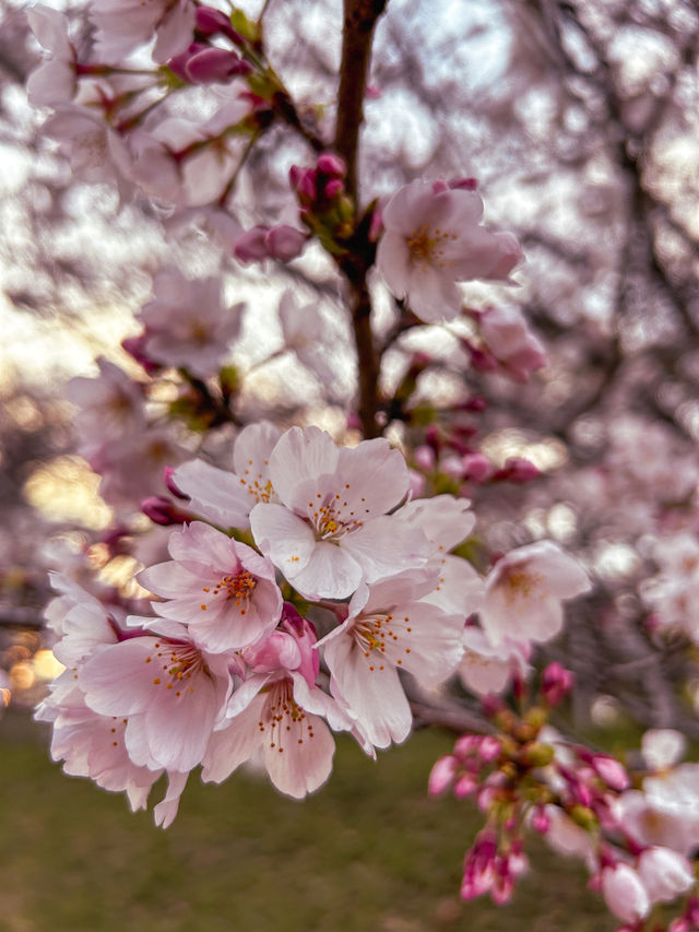 Hidden sakura park away from the Tokyo crowds
