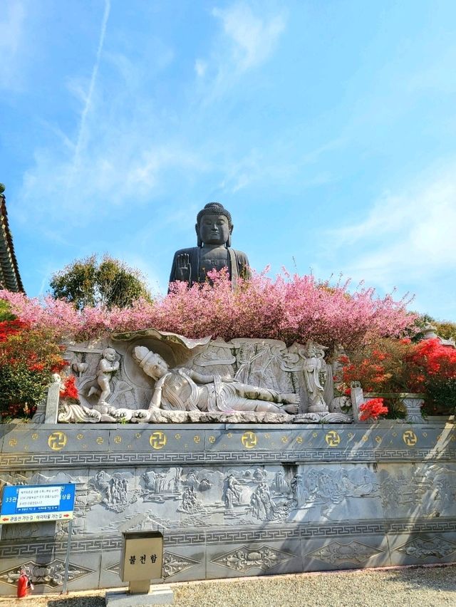 역대급 봄꽃축제 서부해당화가 아름다운 남미륵사🌸