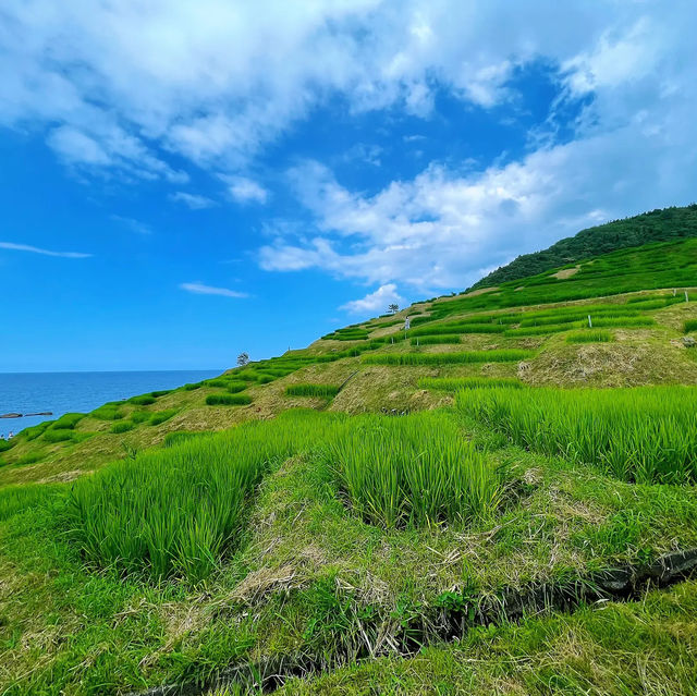 【絶景】世界農業遺産！白米千枚田