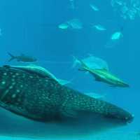 Okinawa Churaumi Aquarium