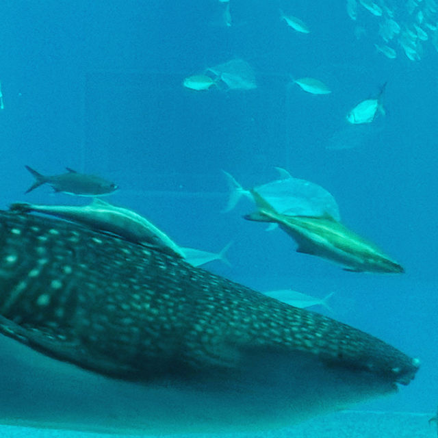 Okinawa Churaumi Aquarium