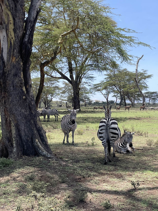 🦓세렝게티 못지 않은 화려한 동물들의 초원! 케냐 마사이마라 국립공원