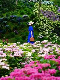 リピート決定💠🤗絶景すぎる紫陽花の楽園🤗💠