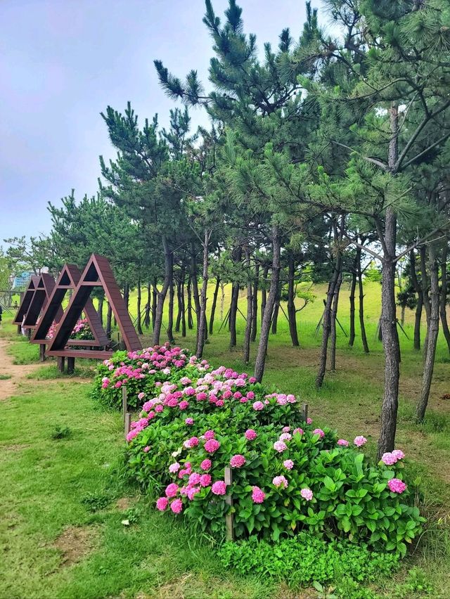 수국꽃길 만발한 힐링 휴식공간 아미르공원💜