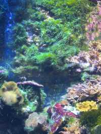 ท่องโลกใต้ทะเลที่ The Grand Aquarium Hong Kong 🐡