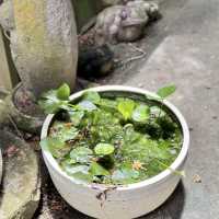 【福岡】圧巻の風鈴！かえる寺