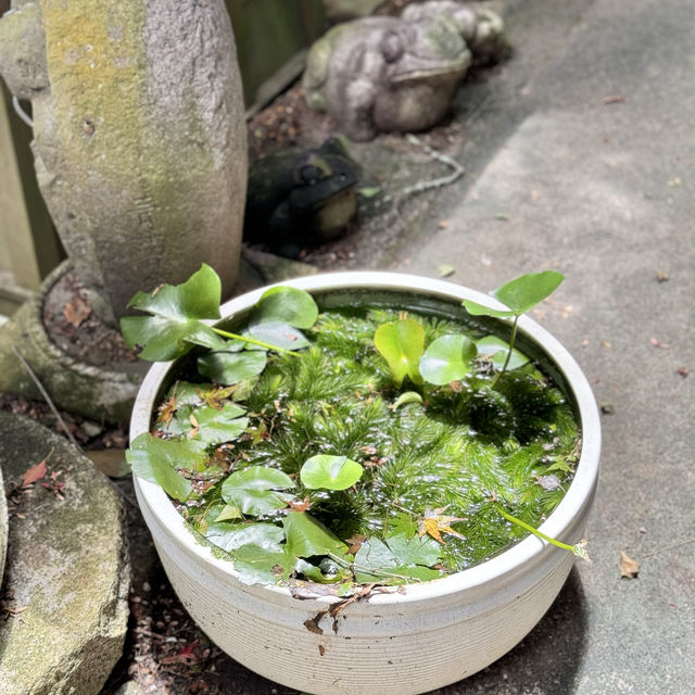 【福岡】圧巻の風鈴！かえる寺