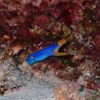 Dive into Okinawa Marine 