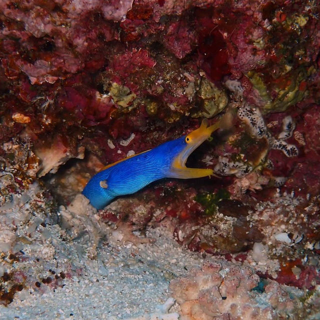Dive into Okinawa Marine 