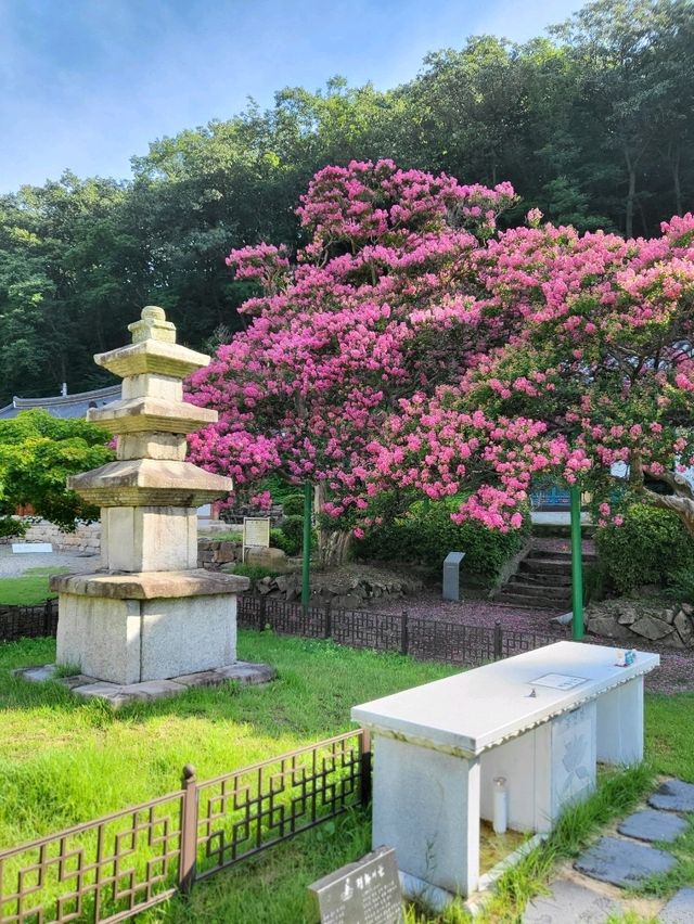 500년된 배롱나무가 있는 영동 반야사