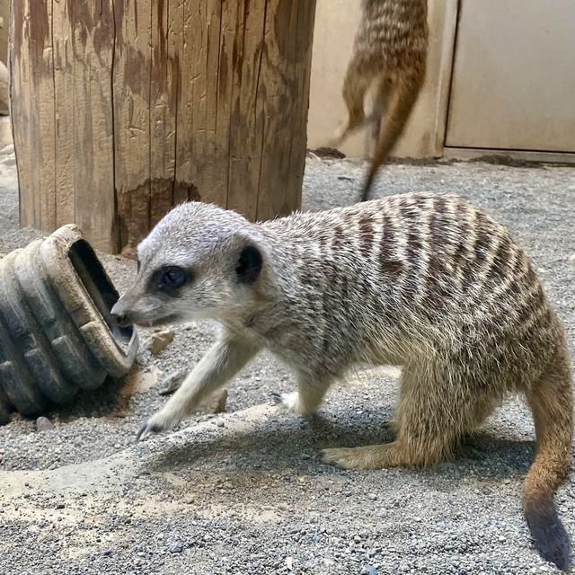 圓山（円山）動物園-交通方便，值得參觀的親子景點