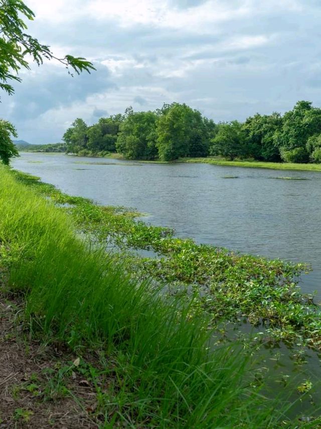 พาลูกเที่ยว ดูกวาง สะพานชมกวาง ชุมพร 