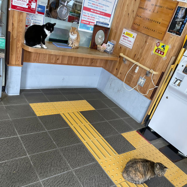 【福岡の猫島】