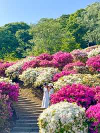 【福井】🌸 鯖江の西山公園でつづじ祭りを満喫！🌸 