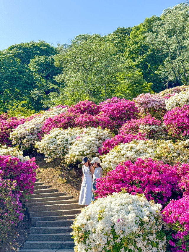 【福井】🌸 鯖江の西山公園でつづじ祭りを満喫！🌸 