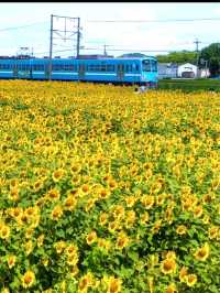 〜滋賀県〜ひまわり畑と近江電鉄日本の夏景色