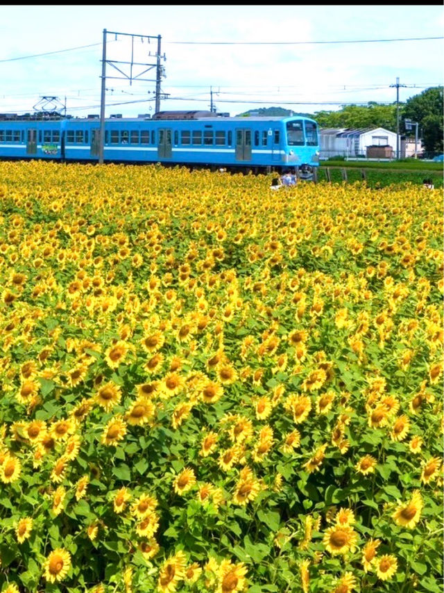 〜滋賀県〜ひまわり畑と近江電鉄日本の夏景色