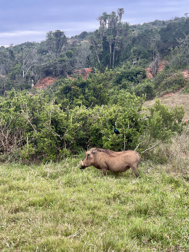 🦁 Experience the Wild at Kruger National Park 