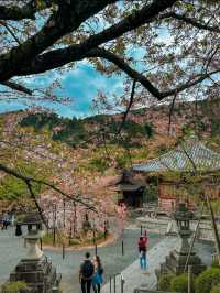 Stunning Views of Kyoto from Kiyomizu-dera ⛩️ 