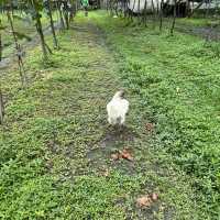 柳哥開心果園 採葡半日遊