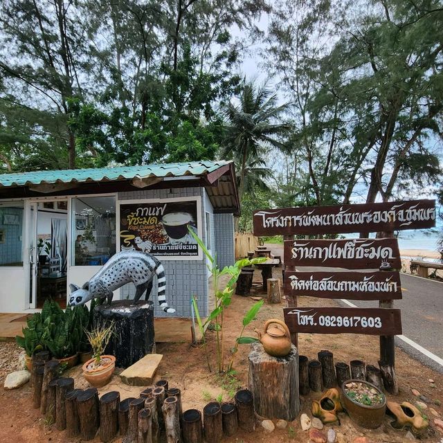 กาแฟขี้ชะมดโครงการพัฒนาส่วนพระองค์จังหวัดชุมพร