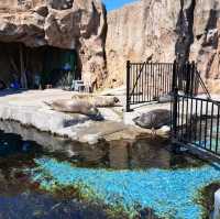 【旭山動物園:北海道旭川市】近くで生き生きとした動物を見ることができる動物園✨
