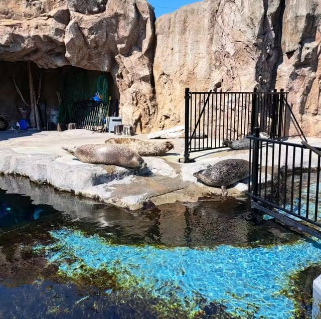 【旭山動物園:北海道旭川市】近くで生き生きとした動物を見ることができる動物園✨