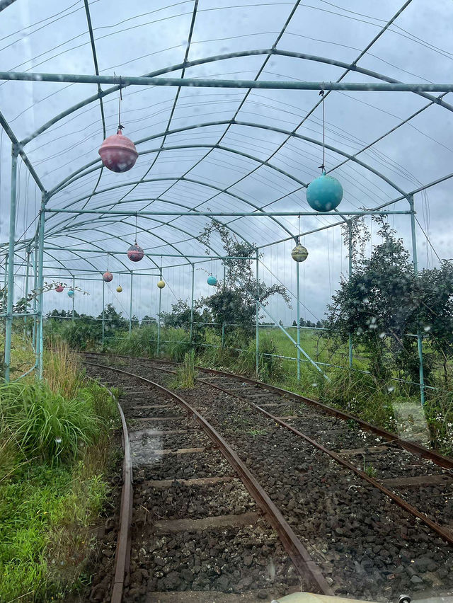 🚞제주 레일바이크 여행 