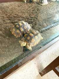 A Fun Day of Animal Encounters at Bentong Farm