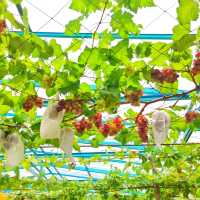🇲🇾 Taman Anggur & Strawberry Darul Zahra: A Rooftop Retreat
