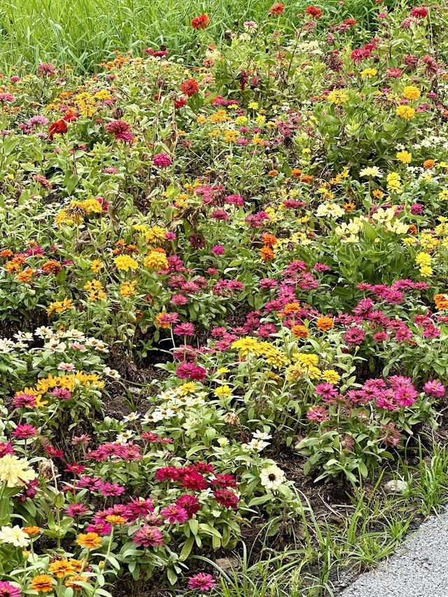 🌻🌳 สวนเบญจกิติ