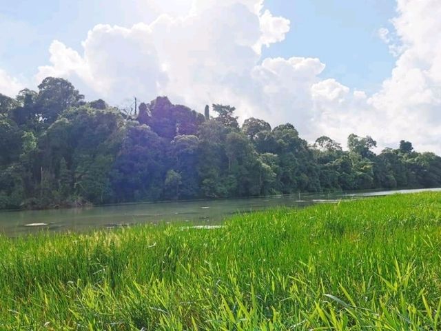 Discover MacRitchie Reservoir: Singapore’s Secret Nature Gem