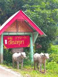 📍สูดโอโซนท่ามกลางธรรมชาติที่วัดนาคูหา แพร่