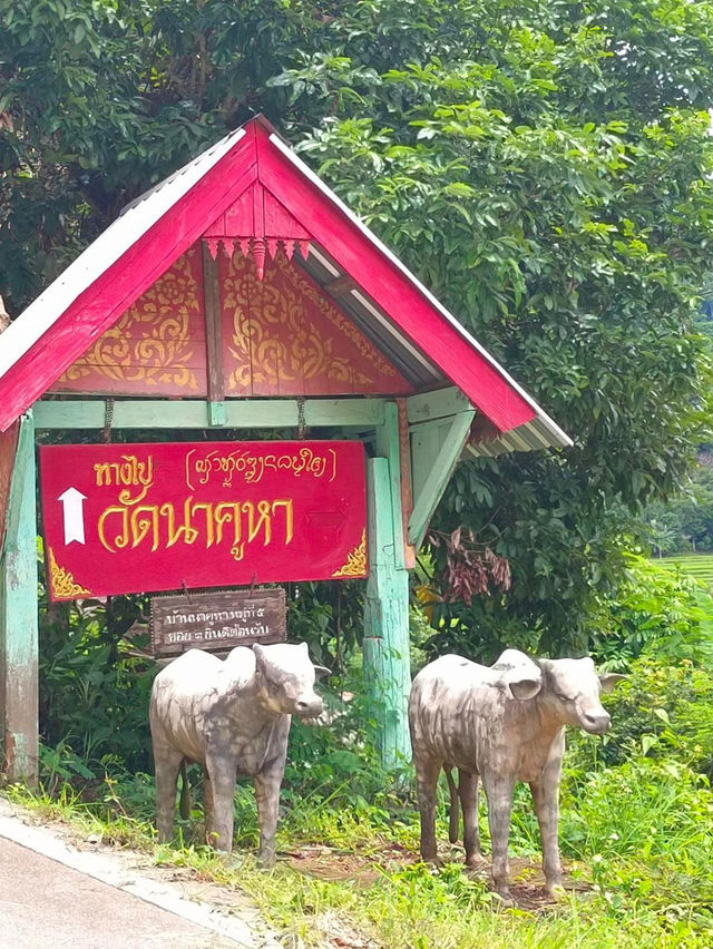 📍สูดโอโซนท่ามกลางธรรมชาติที่วัดนาคูหา แพร่