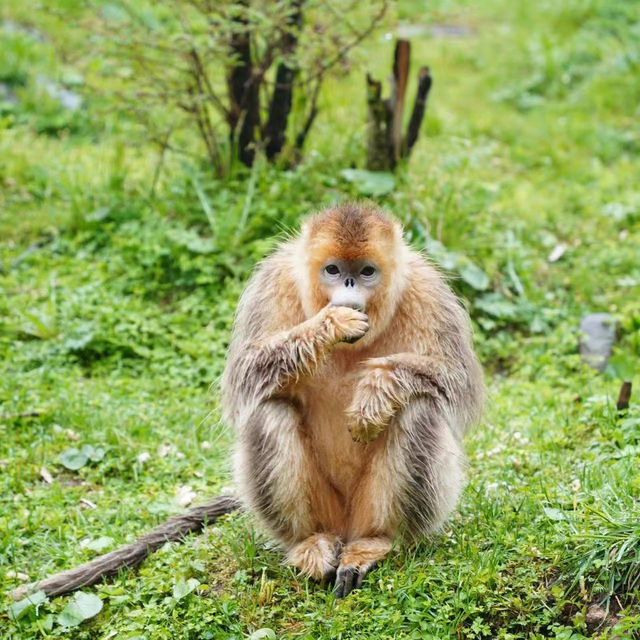 和歌山城公園動物園：親近自然的樂趣🦁🏰🌳