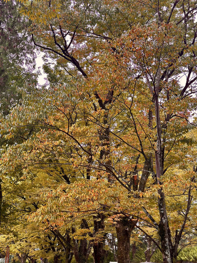 Fall Colors at Kyoto Botanical Garden 🍁