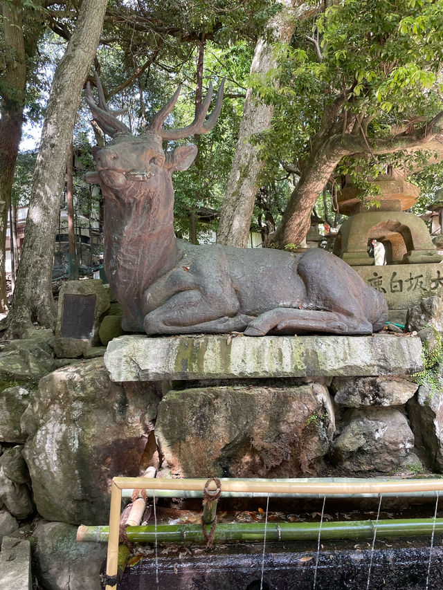 【奈良県】春日大社の神の使い「奈良の鹿」を愛でる