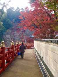 【福岡 篠栗】ドウダンツツジと紅葉がとても綺麗なスポット🍁