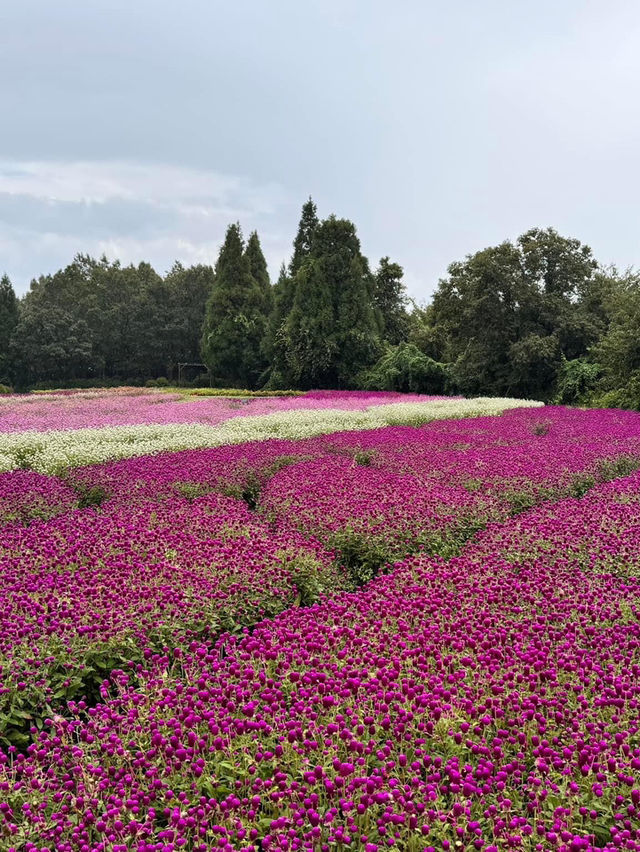 福岡自駕遊‼️直落阿蘇國立公園🫶🏻最大賞花地😎久住花公園😛