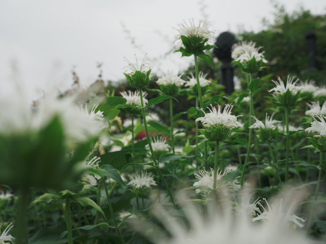 【横浜観光】花と緑に囲まれた癒しの空間「横浜イングリッシュガーデン」🌸🌿