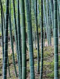 Arashiyama Bamboo Forest