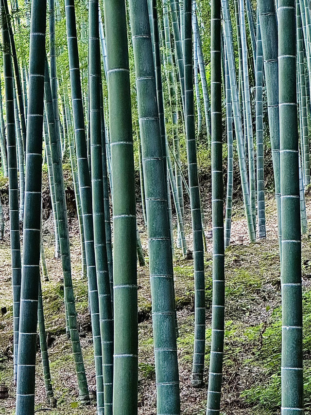 Arashiyama Bamboo Forest