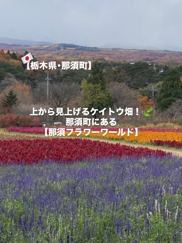 【那須町】ケイトウ畑！那須フラワーワールド🌸