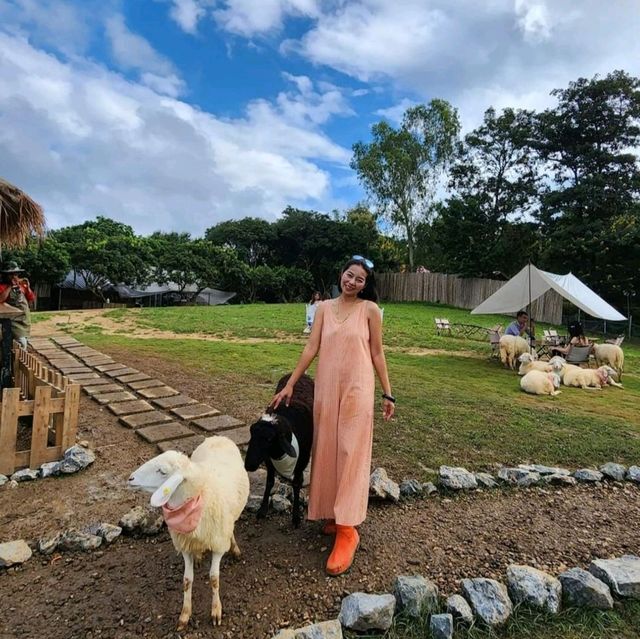 บ้านแกะแม่ขิ-Maekee Sheep House  🐑