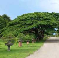 ชมสวนบอนไซใหญ่มาก ที่ราชบุรี🌳