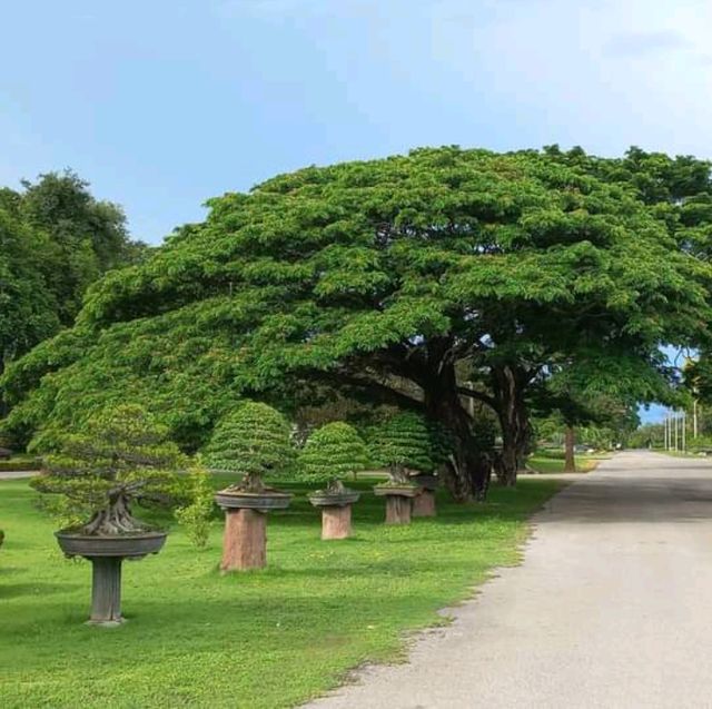ชมสวนบอนไซใหญ่มาก ที่ราชบุรี🌳